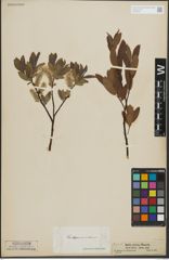 Foto von Salix lapponum L. x Salix silesiaca Willd.